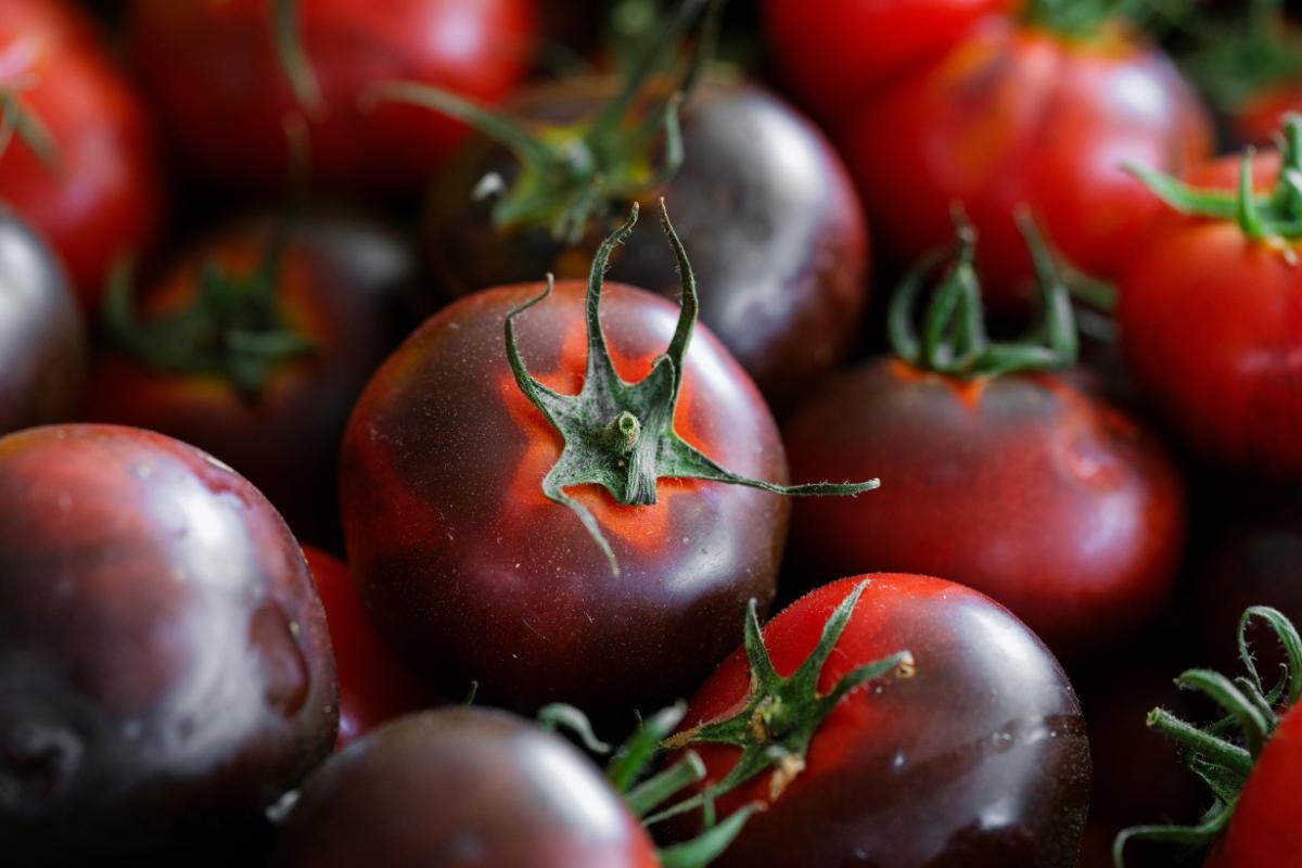 Purple, Black, and Green Tomatoes .jpeg